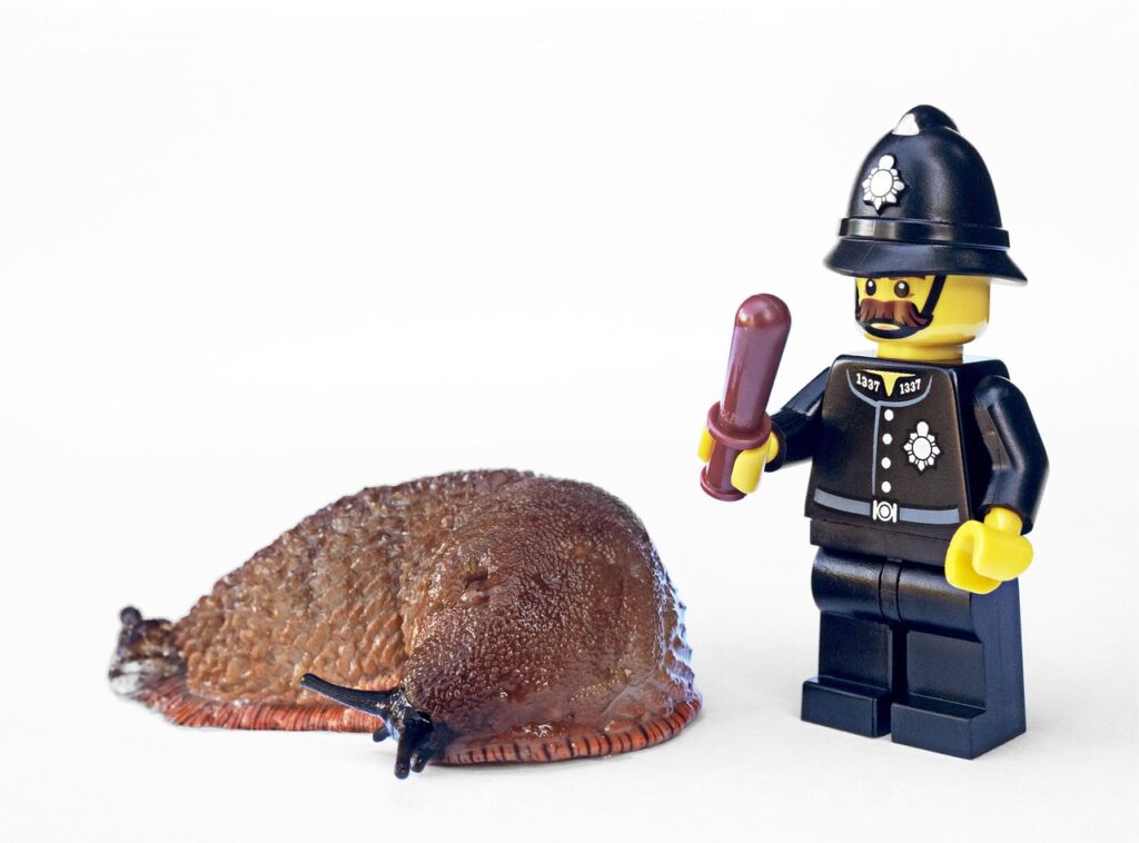 Residential Pest Control Services West Vancouver: Effective Solutions for Home Protection